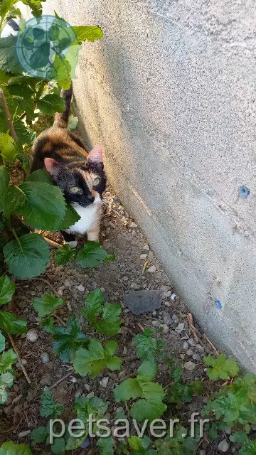 chatte lost   66430 Bompas Mulan