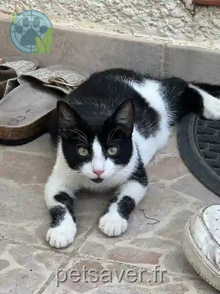 Chatte Perdue 66 Pyrénées-Orientales - Nala Chatte Perdue 66 Pyrénées-Orientales - Nala