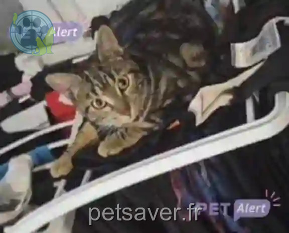Chatte Perdue 66 Pyrénées-Orientales - Nala Chatte Perdue 66 Pyrénées-Orientales - Nala