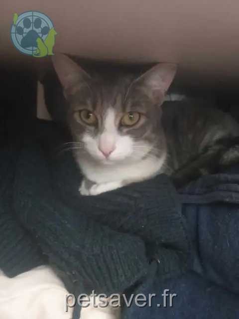 cat lost 66430 Bompas Nala cat lost 66430 Bompas Nala