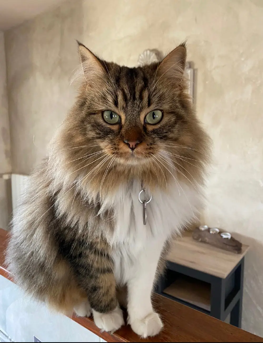 Chatte Perdue 66 Pyrénées-Orientales - Nala Chatte Perdue 66 Pyrénées-Orientales - Nala