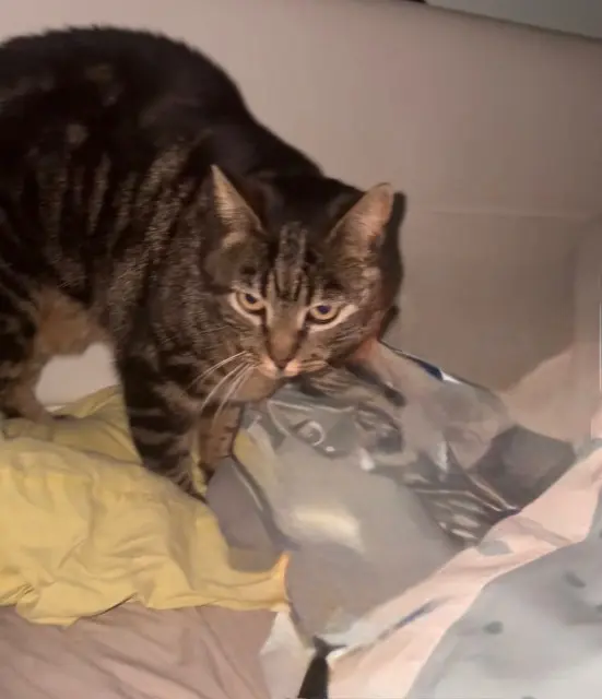 chatte lost   66740 Saint-Génis-des-Fontaines Naya