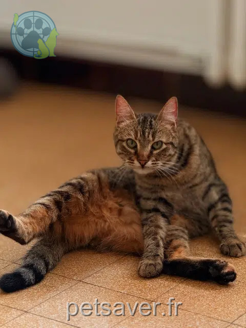 chatte lost   66500 Prades Naya