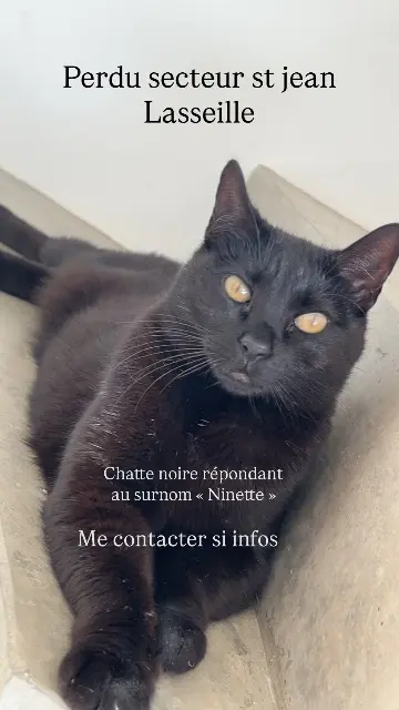 chatte lost   66300 Saint-Jean-Lasseille Nezuko