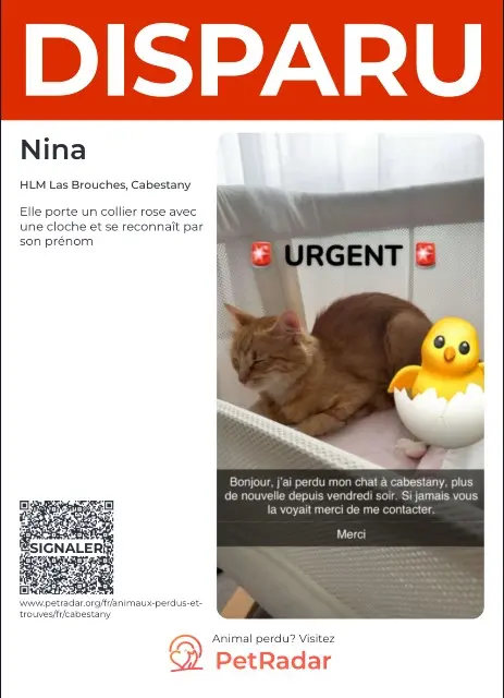chatte lost   66330 Cabestany Nina