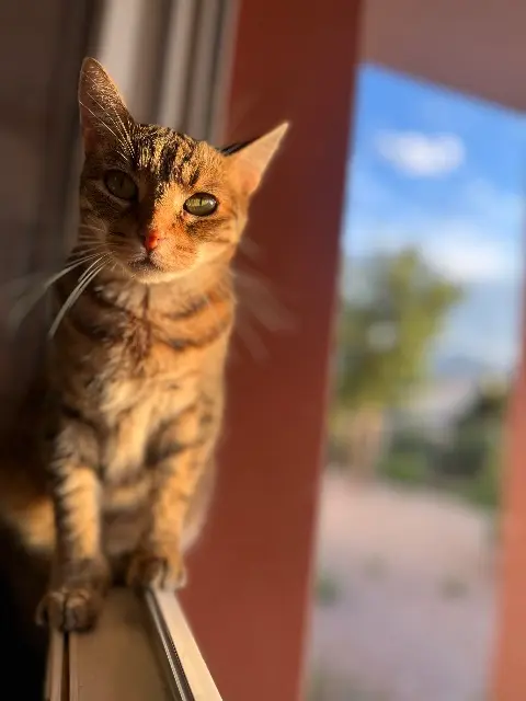 chatte lost   66740 Saint-Génis-des-Fontaines Ninou