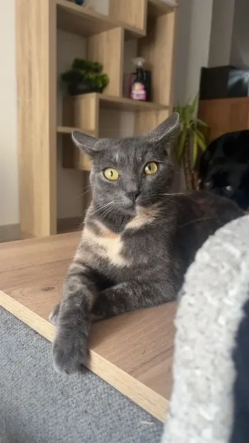 chatte lost    Perpignan Akira