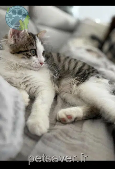chatte lost    Perpignan Athena