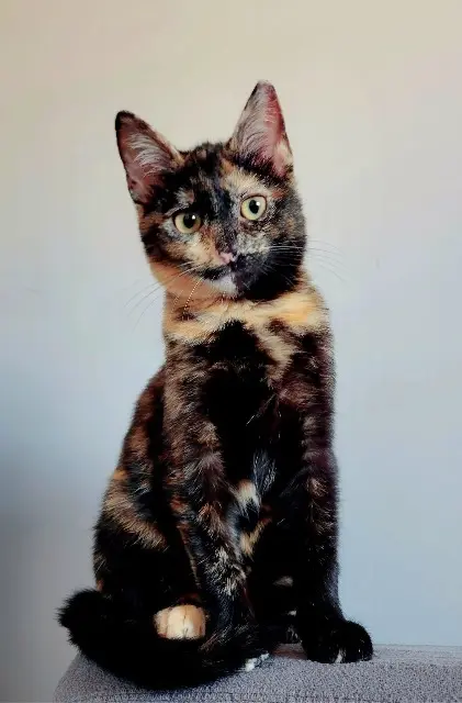 chatte lost    Perpignan Bellatrix