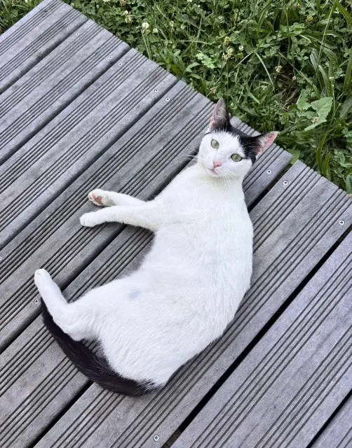 chatte lost    Perpignan Biscotte
