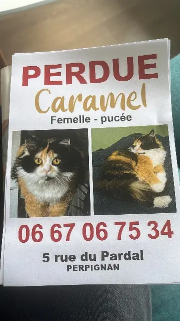 chatte lost    Perpignan Caramel
