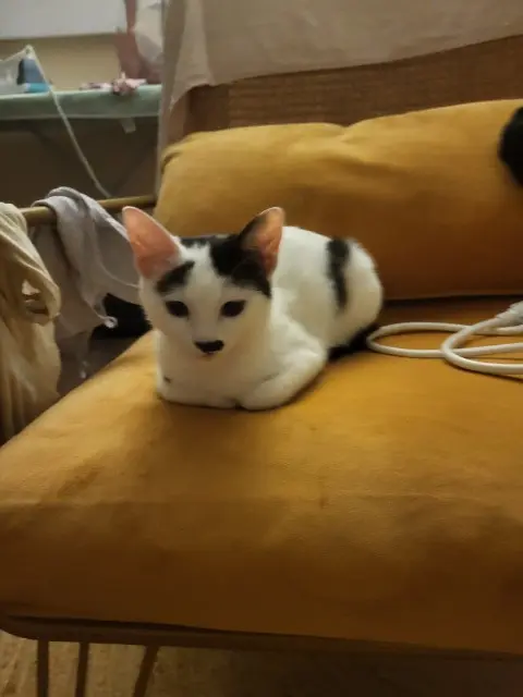 chatte lost    Perpignan Charlie