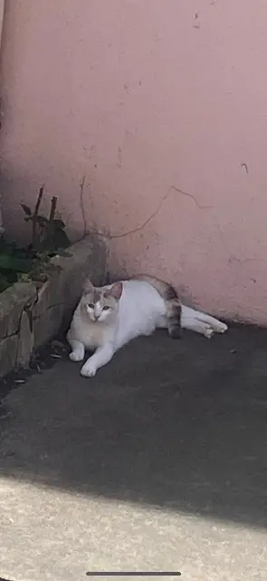 chatte lost    Perpignan Ciri