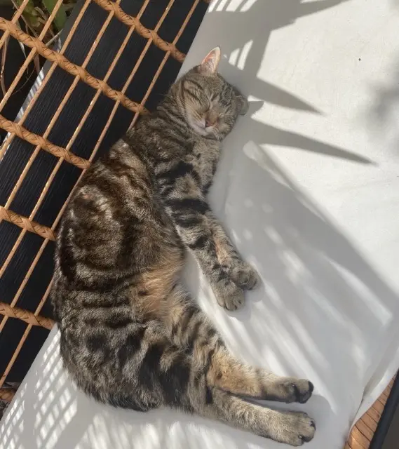 chatte lost    Perpignan Cookie