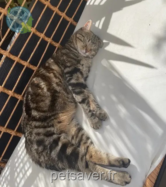 chatte perdue Perpignan Cookie chatte lost Perpignan Cookie