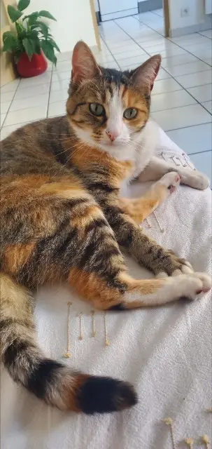chatte lost    Perpignan Craquotte