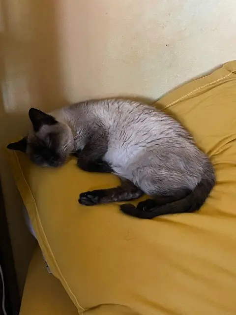 chatte lost    Perpignan Duchesse