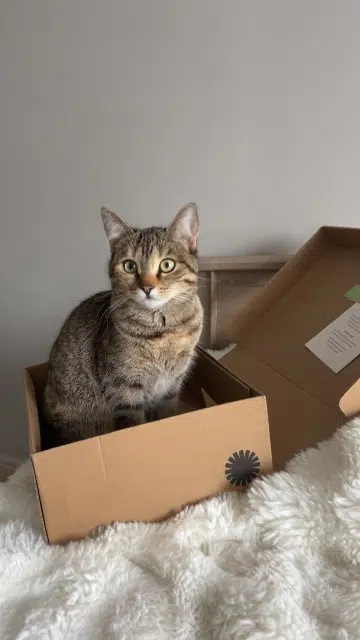 chatte lost    Perpignan Easy