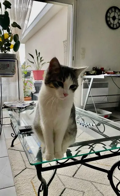 chatte lost    Perpignan Grisette