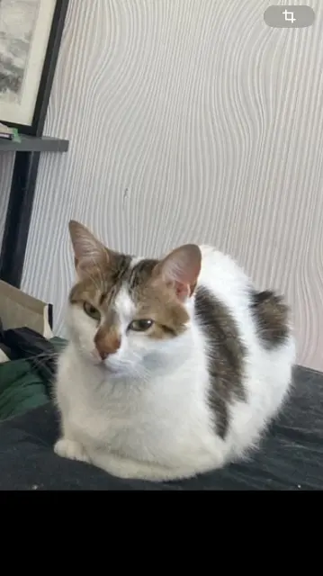 chatte lost    Perpignan Kara