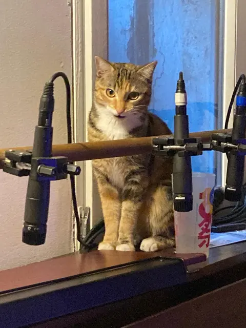 chatte lost    Perpignan KIRA