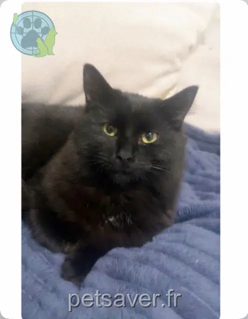 chatte lost    Perpignan Mila