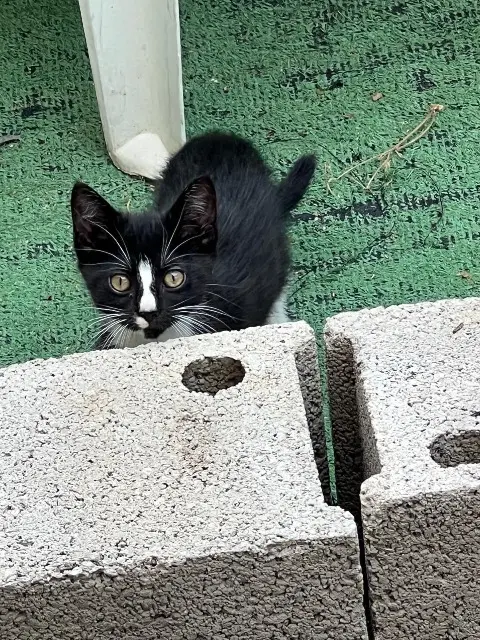 chatte lost    Perpignan Minouche