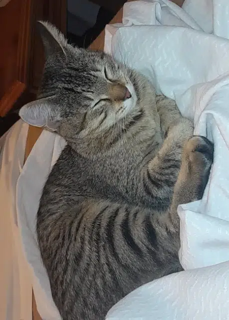 chatte lost    Perpignan Nalah