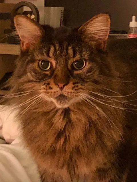 chatte lost    Perpignan Plume