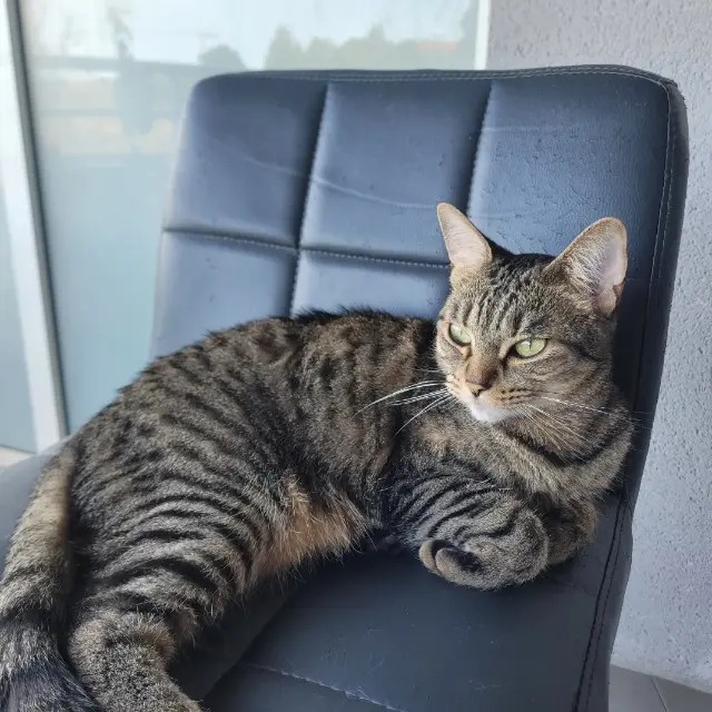 chatte lost    Perpignan Scare