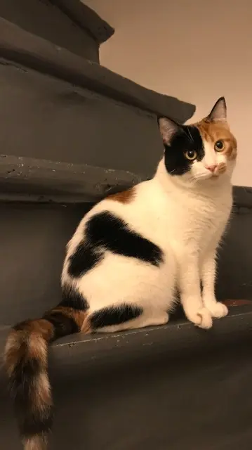 chatte lost   66330 Cabestany Pirouette