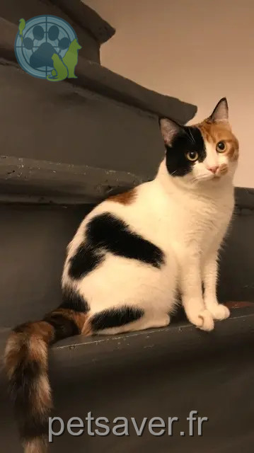 gata perdida 66330 Cabestany Pirouette gata lost 66330 Cabestany Pirouette