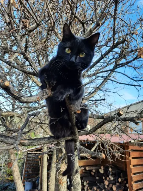 chatte lost   66820 Vernet-les-Bains Plume