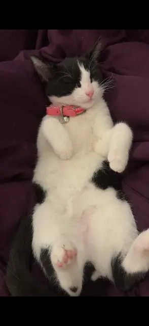 chatte lost   66140 Canet-en-Roussillon Princesse