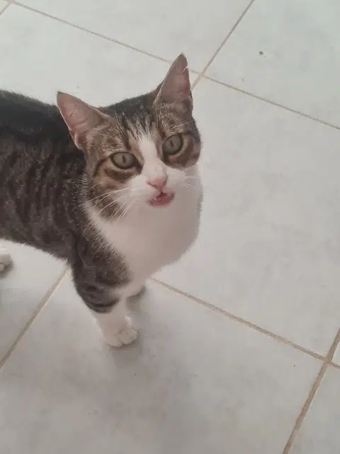 chatte lost   66670 Bages Princesse