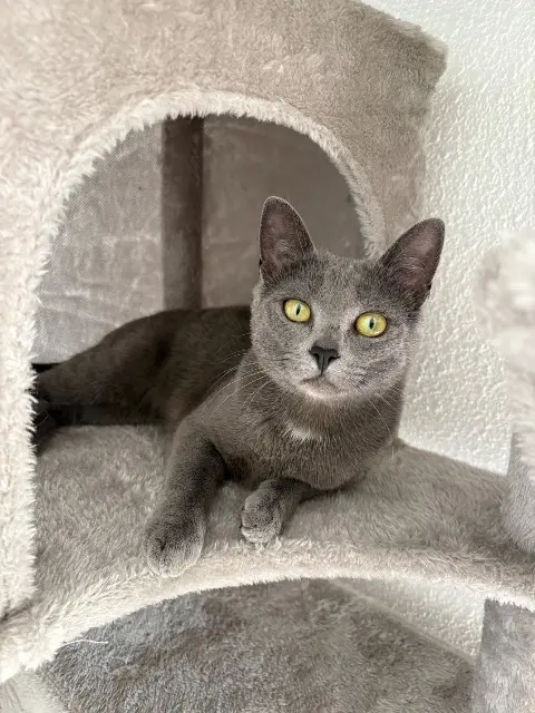 chatte lost   66270 Le Soler Ratounet