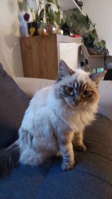 kat vermist 66200 Latour-Bas-Elne Saccoche kat lost 66200 Latour-Bas-Elne Saccoche