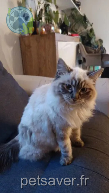 cat lost 66200 Latour-Bas-Elne Saccoche cat lost 66200 Latour-Bas-Elne Saccoche