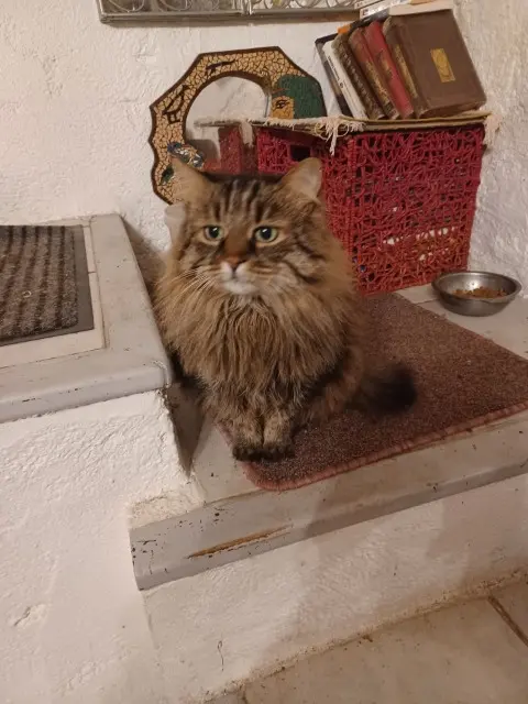 chatte lost   66110 Amélie-les-Bains-Palalda Sibelle