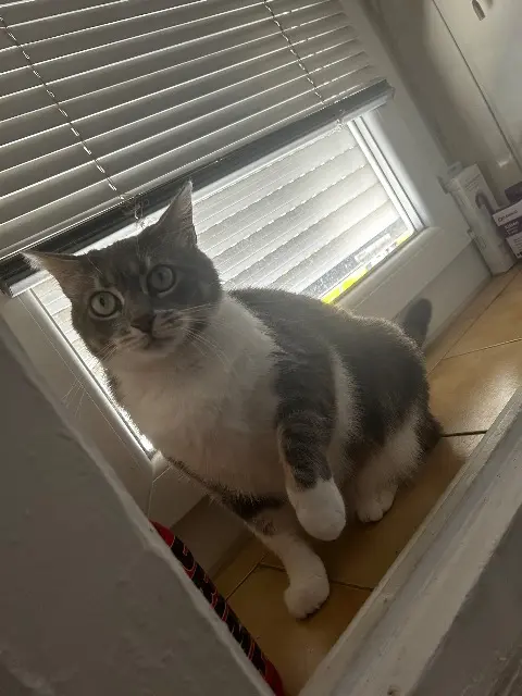 chatte lost   66510 Saint-Hippolyte Silver
