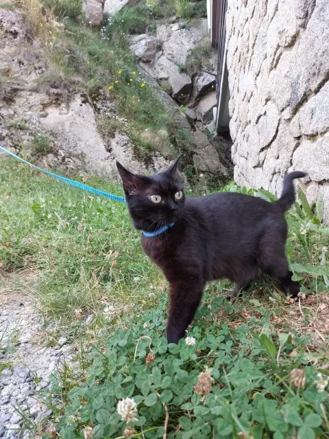 chatte lost   66700 Argelès-sur-Mer Sticky