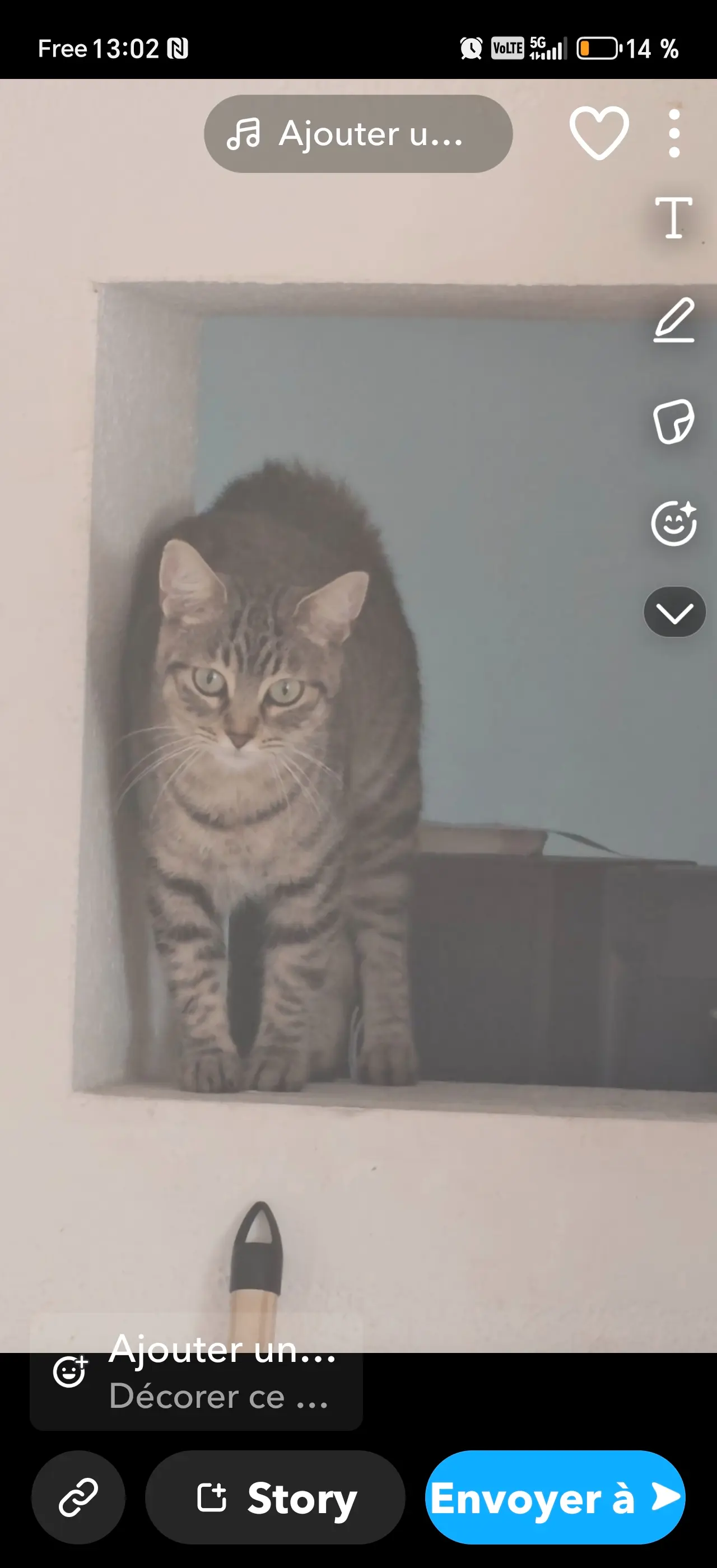 Chatte Perdue 66 Pyrénées-Orientales - Stuky Chatte Perdue 66 Pyrénées-Orientales - Stuky