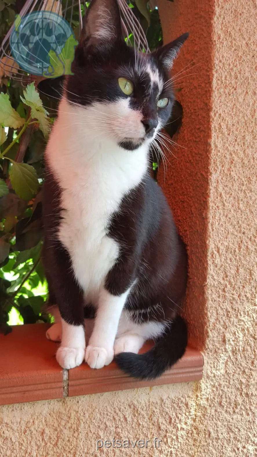 Chatte Perdue 66 Pyrénées-Orientales - Suraya Chatte Perdue 66 Pyrénées-Orientales - Suraya