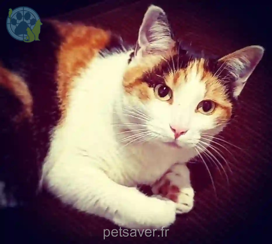 Chatte Perdue 66 Pyrénées-Orientales - Sushi Chatte Perdue 66 Pyrénées-Orientales - Sushi