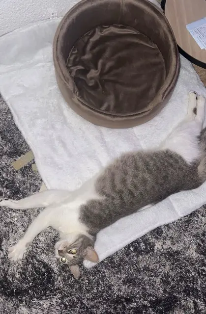 chatte lost   66240 Saint-Estève Tchi