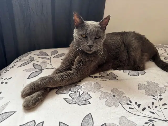 chatte lost   66530 Claira Temoune