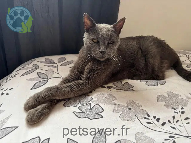 Katze vermisst 66530 Claira Temoune Katze lost 66530 Claira Temoune