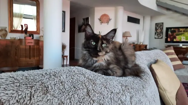 chatte lost   66170 Saint-Féliu-d'Avall Tia