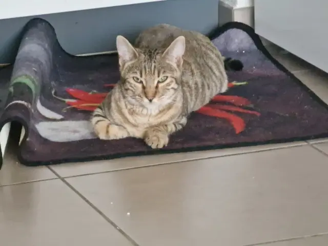 chatte lost   66300 Thuir vanille