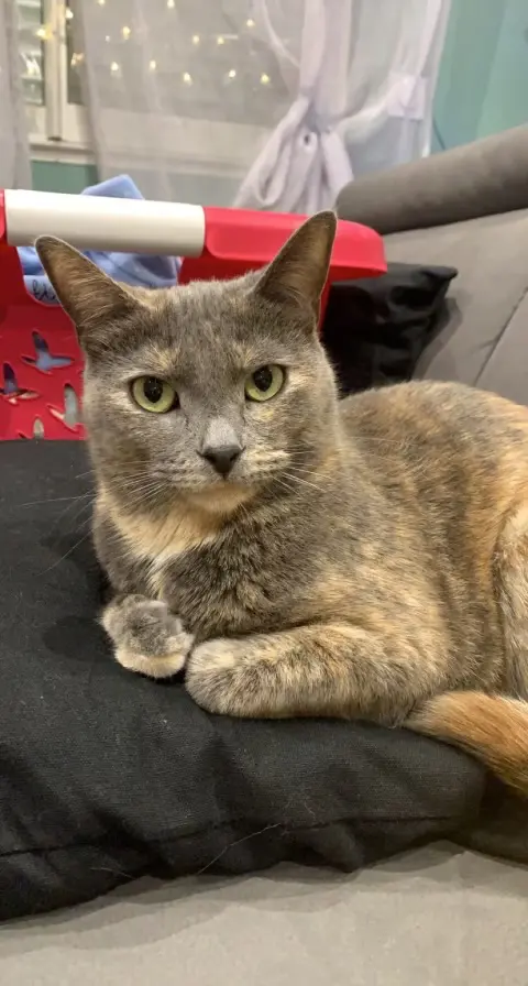 Chatte Perdue 66 Pyrénées-Orientales Chatte Perdue 66 Pyrénées-Orientales